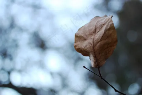 叶,灰色,阴,死,秋,多云,天空,灰色 叶,灰色,阴,死,秋,多云,天空,灰色