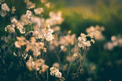 鲜花，花园，自然