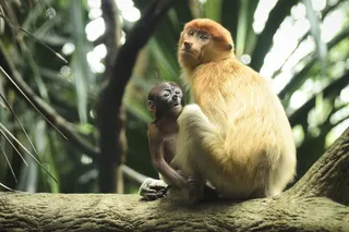 猴子，母亲，儿童，长鼻，哺乳动物，灵长类动物