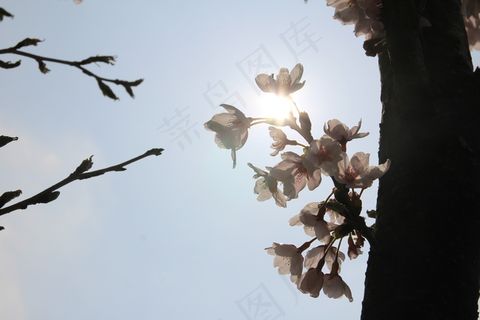 梅花，鲜花，春天，性质，粉红色，花树