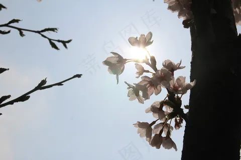 梅花,鲜花,春天,性质,粉红色,花树 梅花,鲜花,春天,性质,粉红色,花树