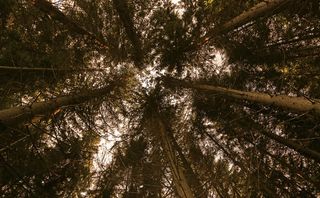 树木，自然，森林，景观，树中的树