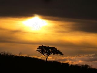 景观，树，神秘，自然，冬季景观