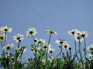 背光，直觉，花，Magariten，白