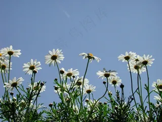 背光，直觉，花，Magariten，白