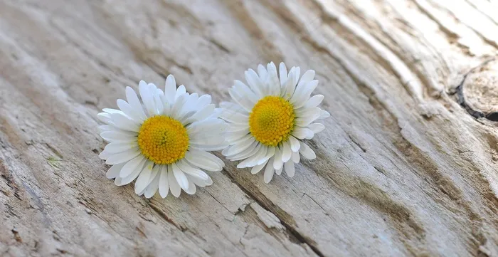 鲜花，雏菊，白，木材，关闭