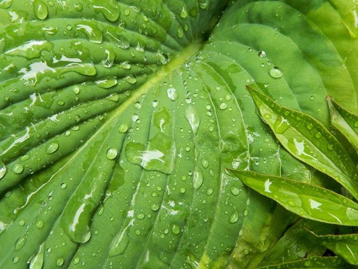 玉a，叶子，植物区系，自然，园艺，雨，水