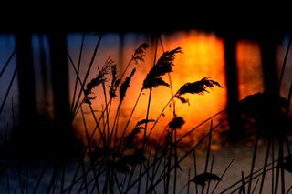 日落，水，甘蔗，反射，橙色，桥，阴影
