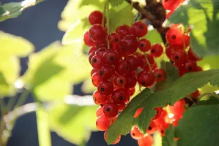 醋栗，浆果，红色，甜，水果，红醋栗