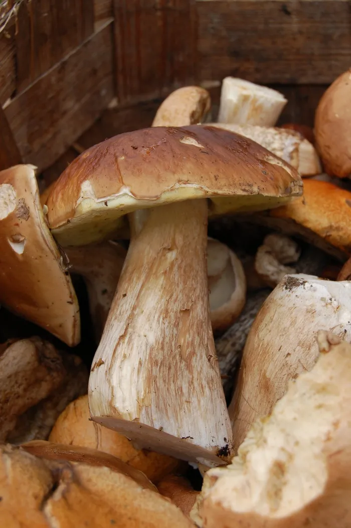 蘑菇，白蘑菇，篮子，蘑菇，森林
