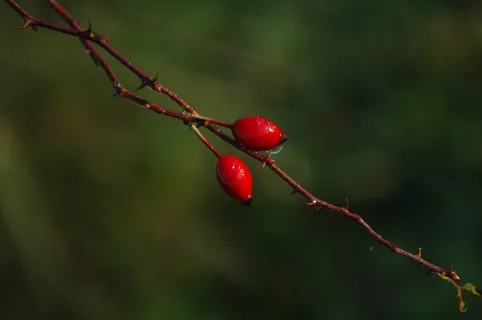 大自然,黎明,玫瑰果,植物,在早晨,花 大自然,黎明,玫瑰果,植物,在早晨,花