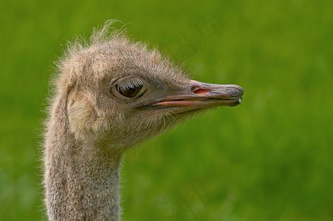鸵鸟鸟，鸵鸟，花束，鸟，不会飞的鸟