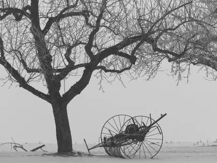 冬季,树,卡尔,雪,静物,干草特德斯 冬季,树,卡尔,雪,静物,干草特德斯