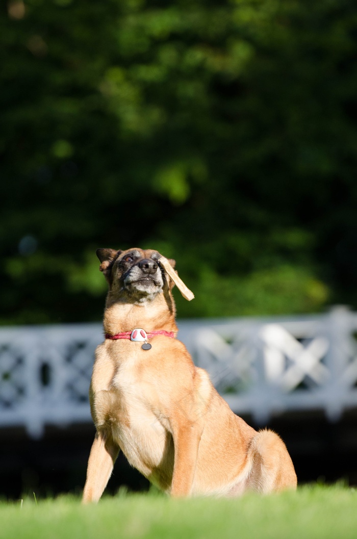 rick俩出了错，狗把戏，狗的把戏，搞笑