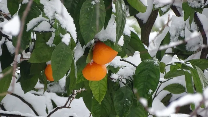 佐治亚州，雪，橘