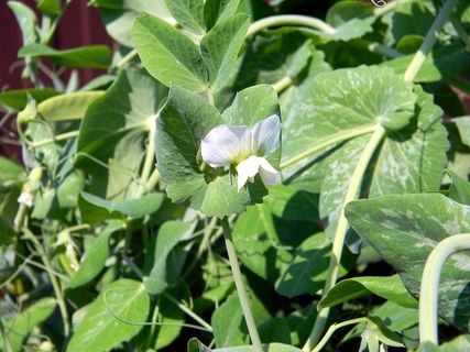 豌豆，盛开，园艺，菜园，收获