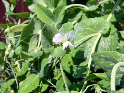 豌豆，盛开，园艺，菜园，收获