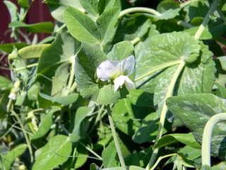 豌豆，盛开，园艺，菜园，收获