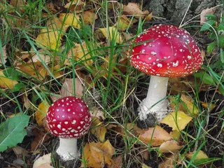 飞木耳，步行，秋季，森林，秋天的森林，性质