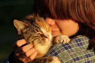 吉猫，人，脸，人，动物，猫，宠物