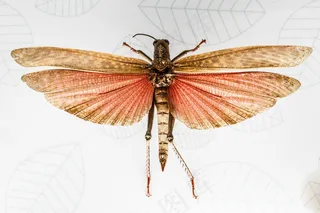 动物，昆虫，飞行，翅膀，多样性，橙色