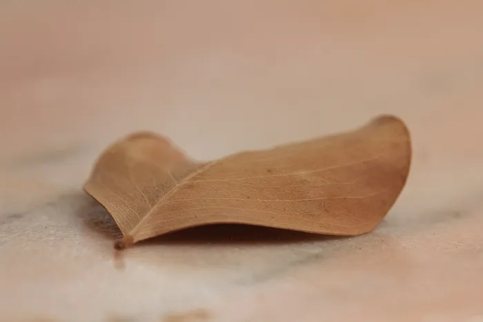 叶子，棕色，宏，性质，秋景，秋天，季节，枫