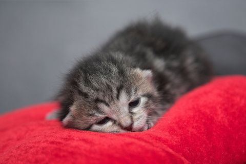 小猫，猫，动物，甜，梦，猫