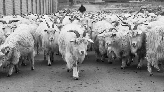 羊，动物，公羊，国家，生态，壁纸