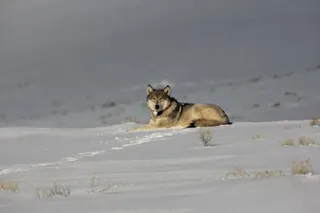 狼，捕食者，雪，野生动物，自然，野生，狼疮