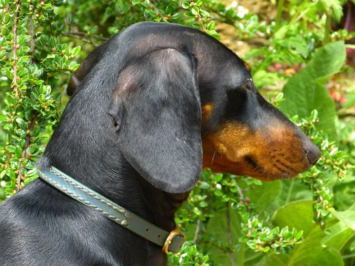 腊肠犬,杜宾犬,达克斯狗,罗威纳犬,猎浣熊犬,腊肠犬在花园里仔细看的配置文件