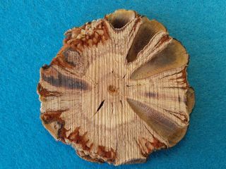 Banksia Grandis Disc，Bull Banksie，澳大利亚，Tap