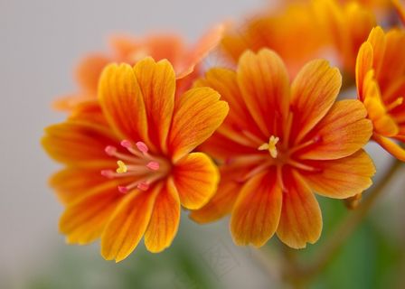 Lewisia，苦莓，开花，橙色，明亮