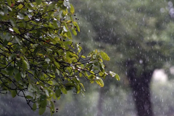 雨，树，绿叶，道路