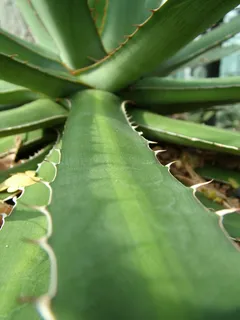 仙人掌,绿色,性质,植物,花园,肉质植物,植物学 仙人掌,绿色,性质,植物,花园,肉质植物,植物学