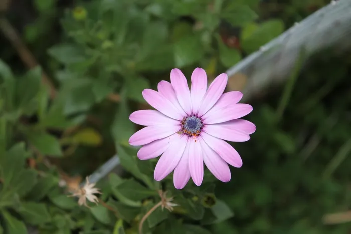 雏菊，紫色，鲜花，性质，野花