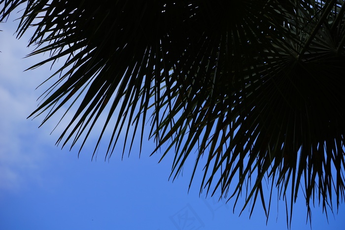 棕榈，枣椰树，树，棕榈树，凤凰城