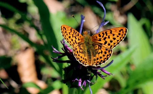 湿地-珍珠蝴蝶之母,Boloria Selene 湿地-珍珠蝴蝶之母,Boloria Selene