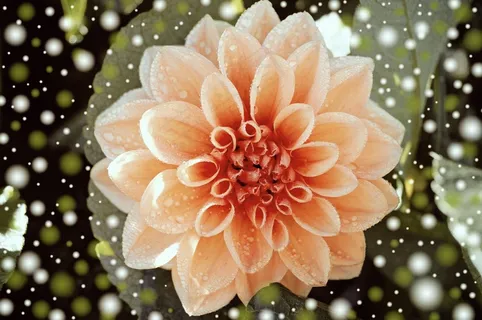 大丽花，开花，厂，花，幻想，雪