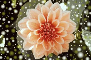 大丽花，开花，厂，花，幻想，雪