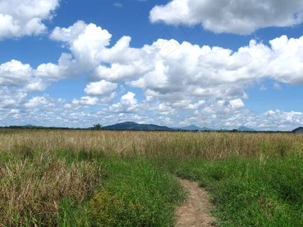 田野，草，风景，荒野，风景，自然