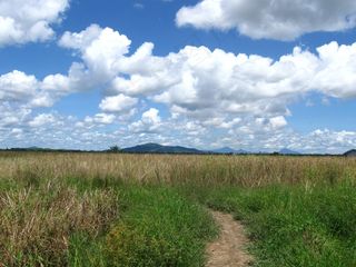 田野，草，风景，荒野，风景，自然