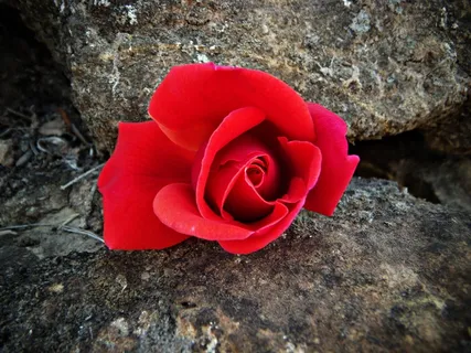 红玫瑰，红色，岩，花，花瓣，美丽，自然