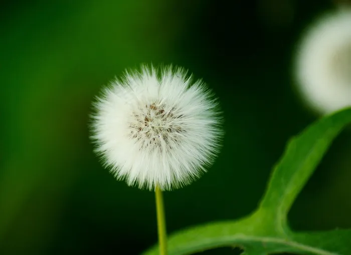 种子，蒲公英，花，白