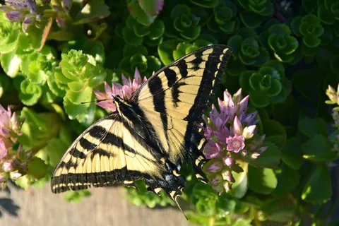 蝴蝶,自然,夏天,春,昆虫 蝴蝶,自然,夏天,春,昆虫