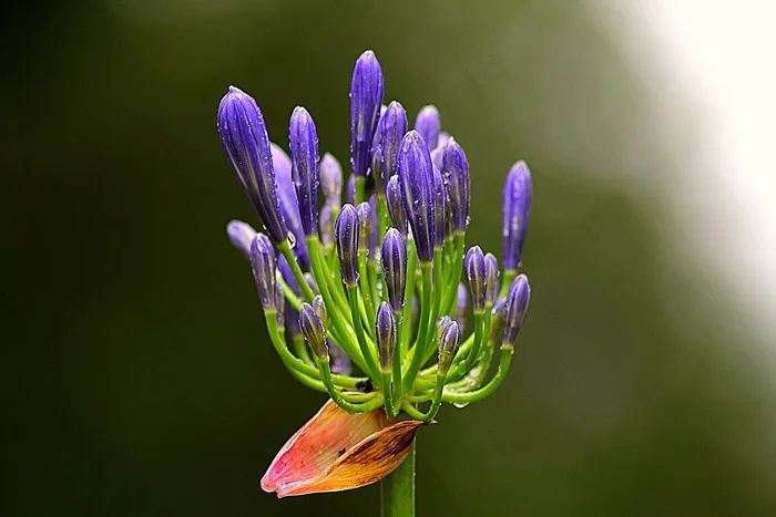 爱情花，花，野花，开花，花园，新鲜