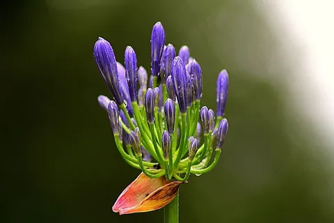 爱情花,花,野花,开花,花园,新鲜 爱情花,花,野花,开花,花园,新鲜