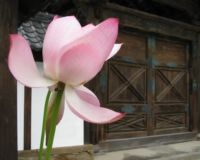 莲花，门，寺，日本，亚洲，架构，花的