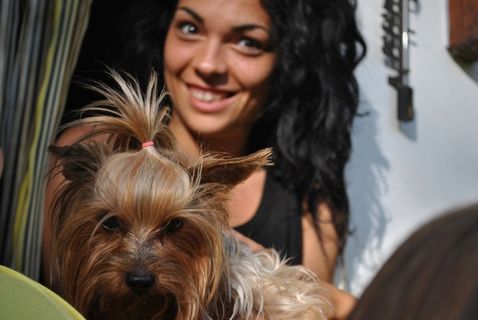 狗，宠物，动物，犬，家养，小狗，可爱