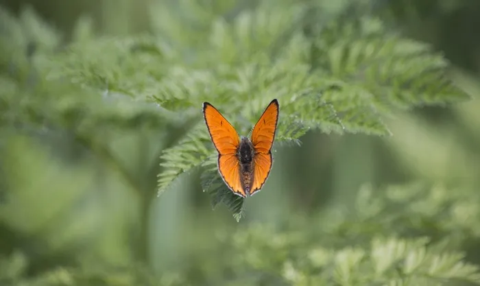 蝴蝶，花，自然，绿色，翅膀，叶，着色