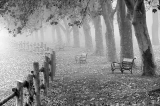 秋，雾，景观，露水，自然，心情，草地